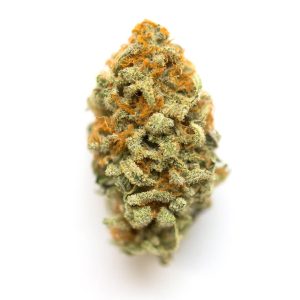Close-up of GMO Cookies cannabis buds with frosty trichomes and vibrant green and orange tones.